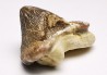 shark tooth Ptychodus mortoni - Cretaceous (Kansas)