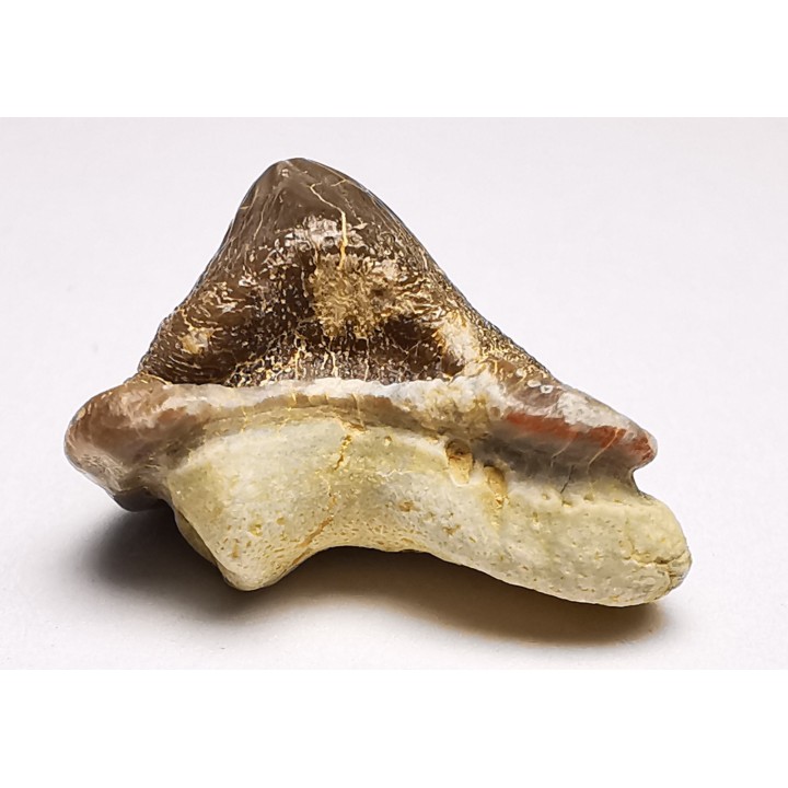 dent de requin Pychodus mortoni - Crétacé (Kansas)