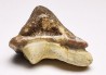 shark tooth Ptychodus mortoni - Cretaceous (Kansas)