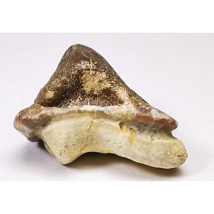dent de requin Pychodus mortoni - Crétacé (Kansas)