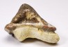dent de requin Pychodus mortoni - Crétacé (Kansas)