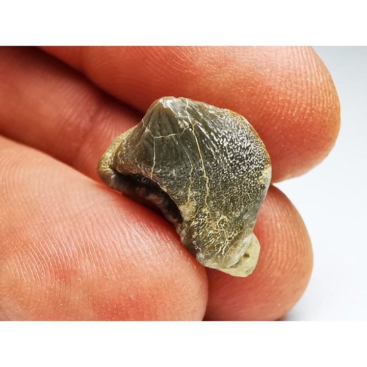 dent de requin Pychodus mortoni - Crétacé (Kansas)