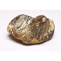 shark tooth Ptychodus mortoni - Cretaceous (Kansas)