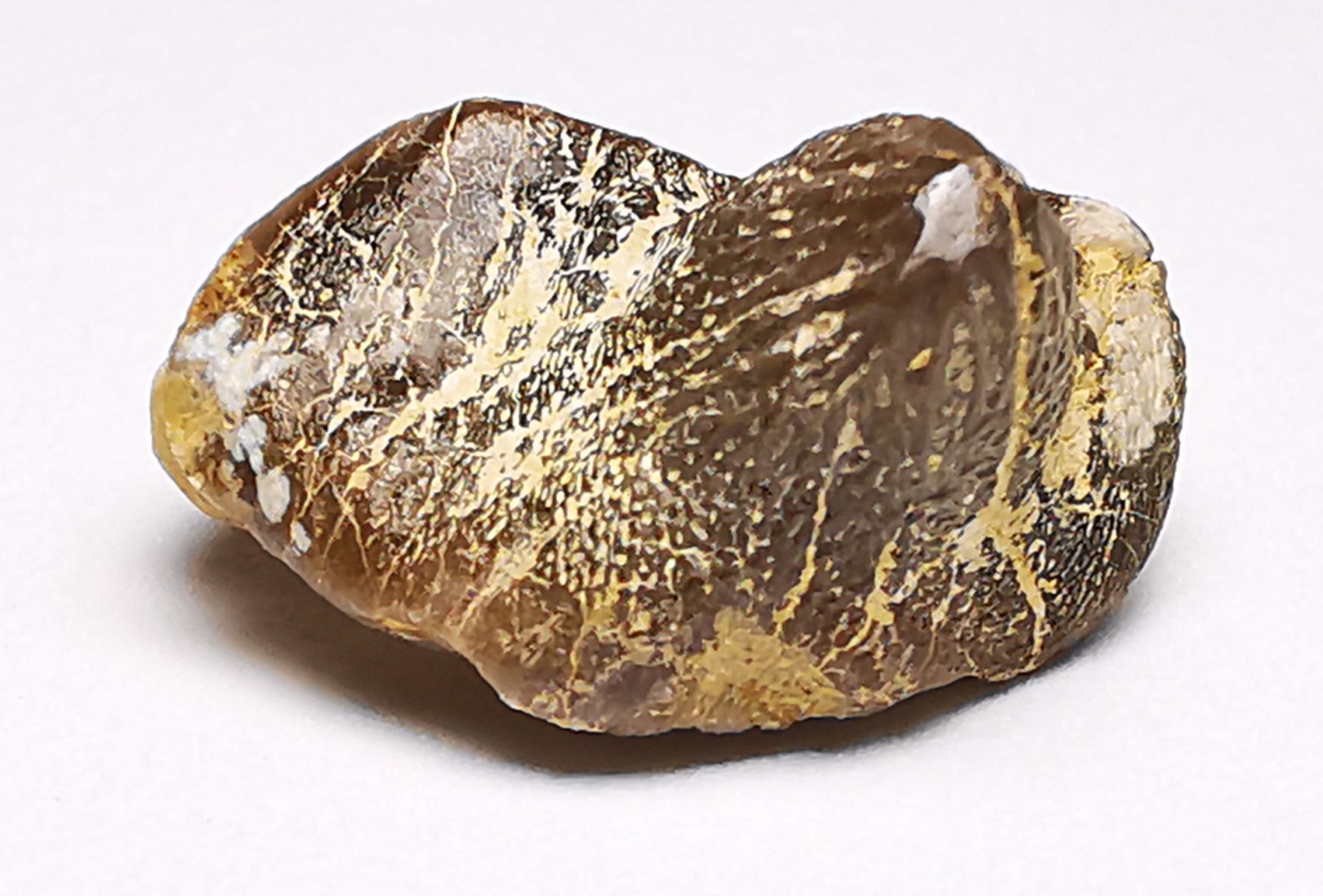 shark tooth Ptychodus mortoni - Cretaceous (Kansas)
