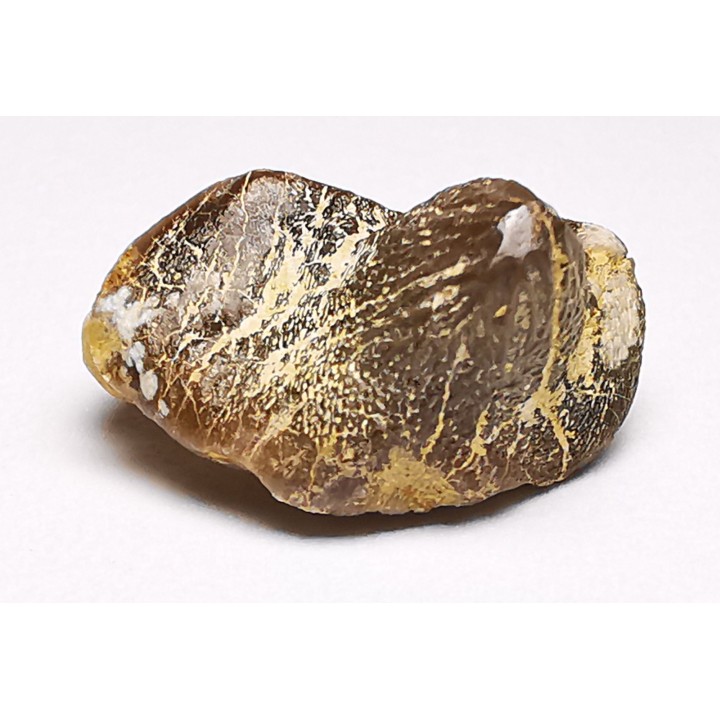 shark tooth Ptychodus mortoni - Cretaceous (Kansas)
