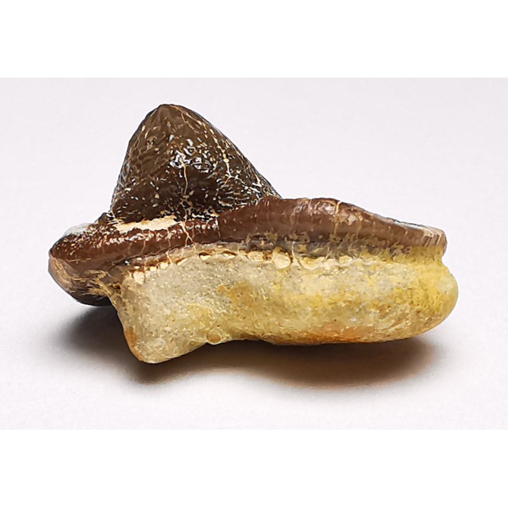 dent de requin Pychodus mortoni - Crétacé (Kansas)