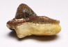 shark tooth Ptychodus mortoni - Cretaceous (Kansas)