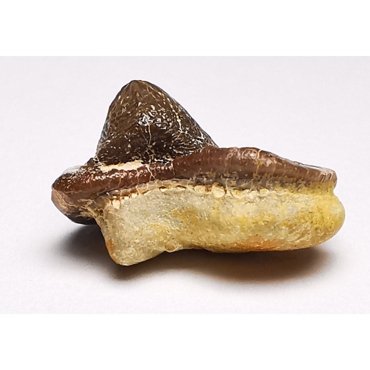 shark tooth Ptychodus mortoni - Cretaceous (Kansas)