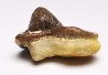 dent de requin Pychodus mortoni - Crétacé (Kansas)