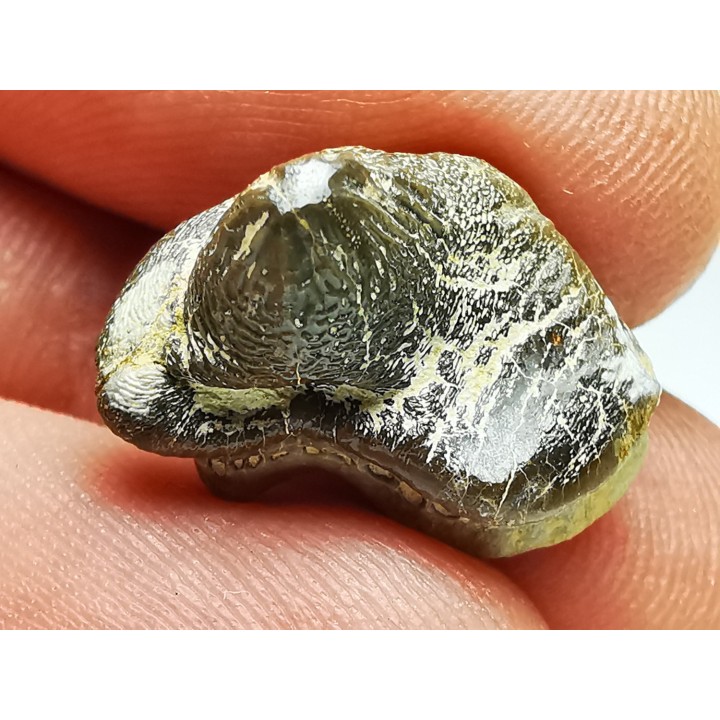 dent de requin Pychodus mortoni - Crétacé (Kansas)