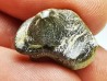 shark tooth Ptychodus mortoni - Cretaceous (Kansas)