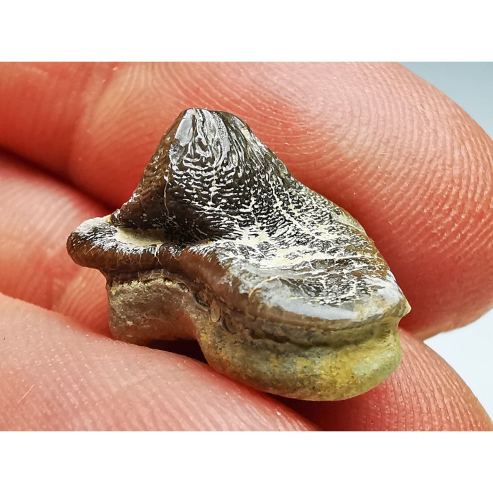 dent de requin Pychodus mortoni - Crétacé (Kansas)