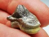 shark tooth Ptychodus mortoni - Cretaceous (Kansas)