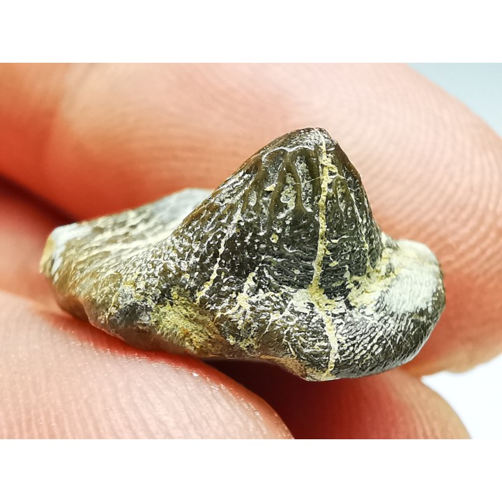 shark tooth Ptychodus mortoni - Cretaceous (Kansas)