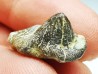 dent de requin Pychodus mortoni - Crétacé (Kansas)
