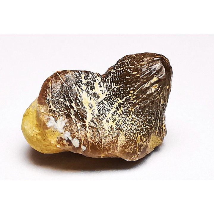 shark tooth Ptychodus mortoni - Cretaceous (Kansas)