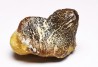 shark tooth Ptychodus mortoni - Cretaceous (Kansas)