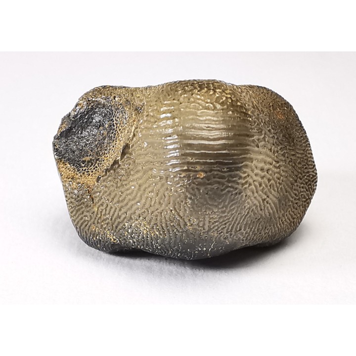 shark tooth Ptychodus occidentalis - Cretaceous (Kansas)