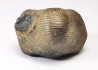 shark tooth Ptychodus occidentalis - Cretaceous (Kansas)