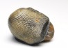 shark tooth Ptychodus occidentalis - Cretaceous (Kansas)