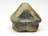 shark tooth Ptychodus occidentalis - Cretaceous (Kansas)