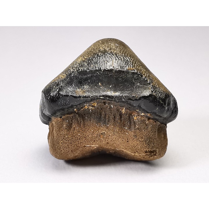 dent de requin Pychodus occidentalis - Crétacé (Kansas)
