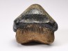 dent de requin Pychodus occidentalis - Crétacé (Kansas)