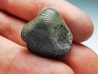 shark tooth Ptychodus occidentalis - Cretaceous (Kansas)