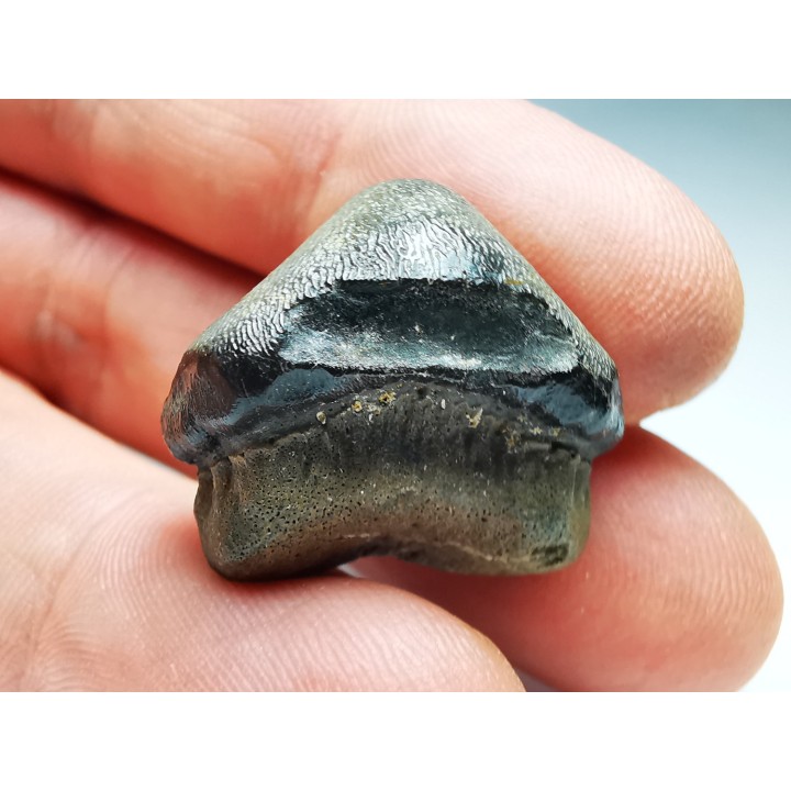 dent de requin Pychodus occidentalis - Crétacé (Kansas)