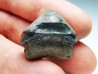 shark tooth Ptychodus occidentalis - Cretaceous (Kansas)