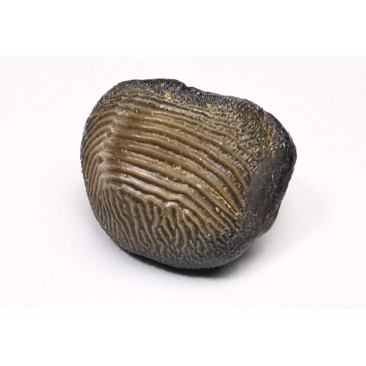 shark tooth Ptychodus occidentalis - Cretaceous (Kansas)