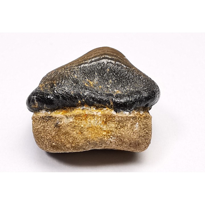 shark tooth Ptychodus occidentalis - Cretaceous (Kansas)