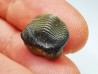 shark tooth Ptychodus occidentalis - Cretaceous (Kansas)