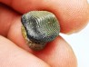 shark tooth Ptychodus occidentalis - Cretaceous (Kansas)