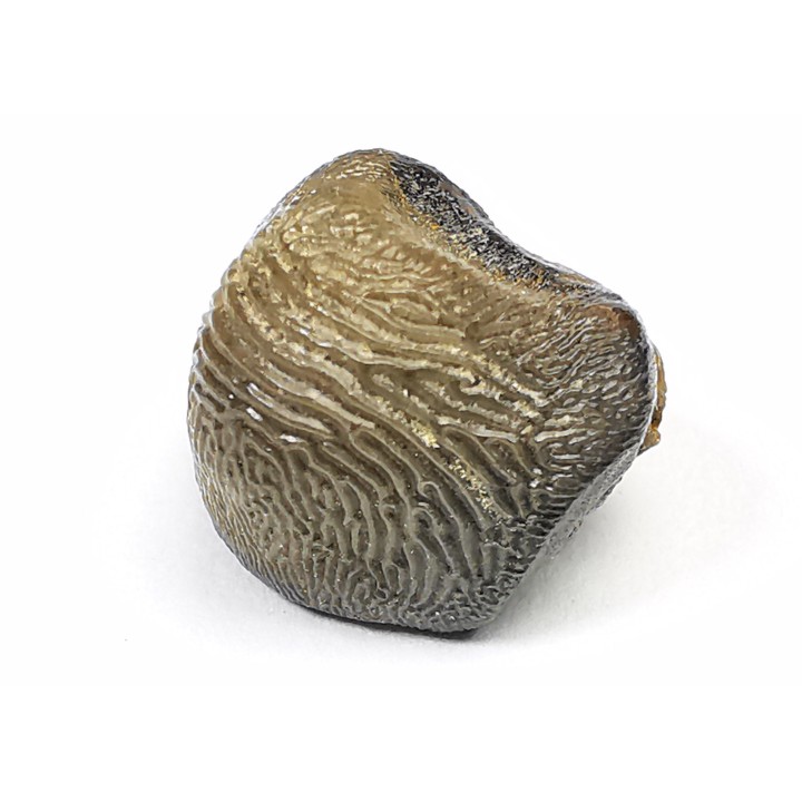 shark tooth Ptychodus occidentalis - Cretaceous (Kansas)