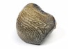 shark tooth Ptychodus occidentalis - Cretaceous (Kansas)