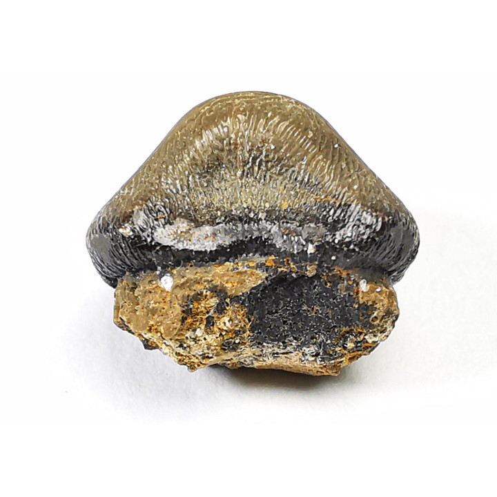 shark tooth Ptychodus occidentalis - Cretaceous (Kansas)
