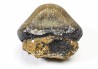 shark tooth Ptychodus occidentalis - Cretaceous (Kansas)