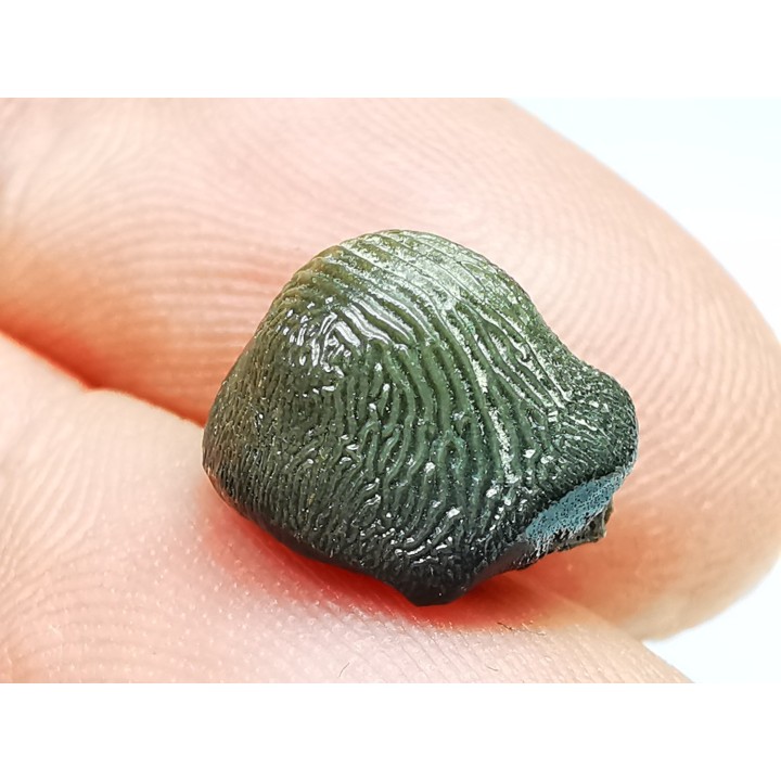 shark tooth Ptychodus occidentalis - Cretaceous (Kansas)