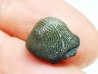 shark tooth Ptychodus occidentalis - Cretaceous (Kansas)