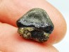 shark tooth Ptychodus occidentalis - Cretaceous (Kansas)
