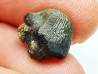 shark tooth Ptychodus occidentalis - Cretaceous (Kansas)
