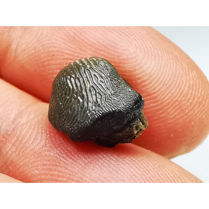 shark tooth Ptychodus occidentalis - Cretaceous (Kansas)