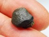 shark tooth Ptychodus occidentalis - Cretaceous (Kansas)