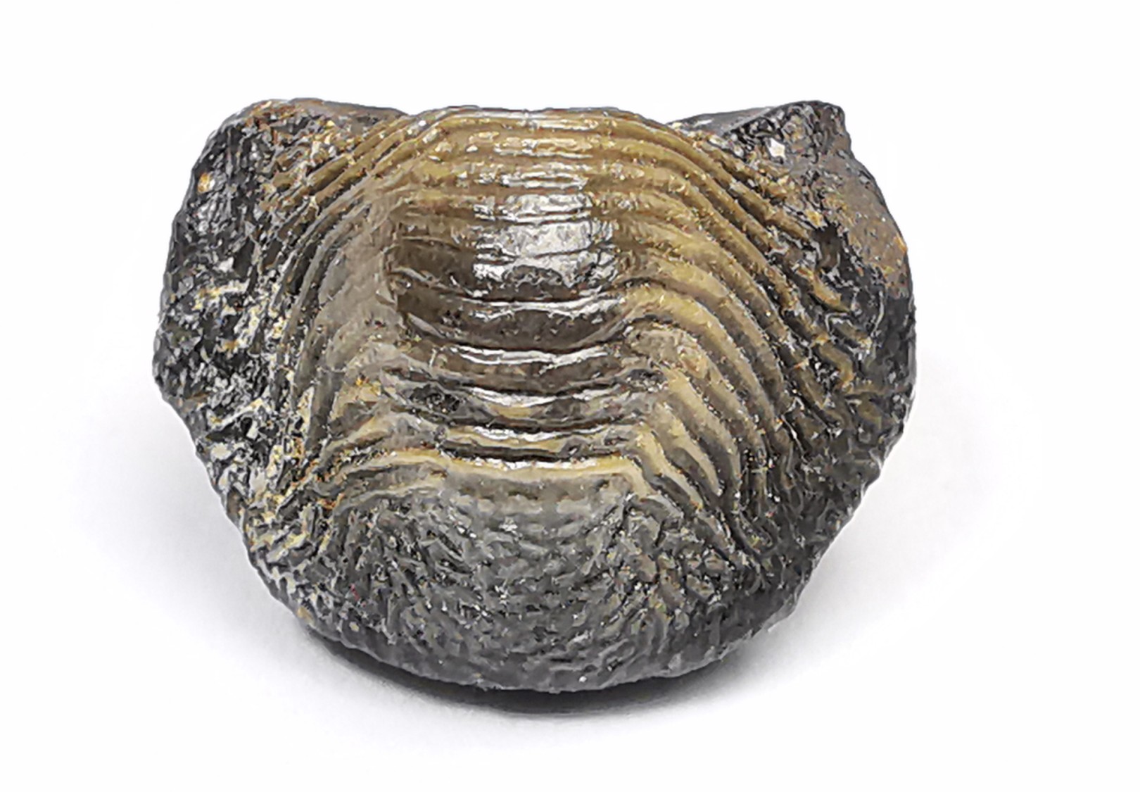 shark tooth Ptychodus occidentalis - Cretaceous (Kansas)