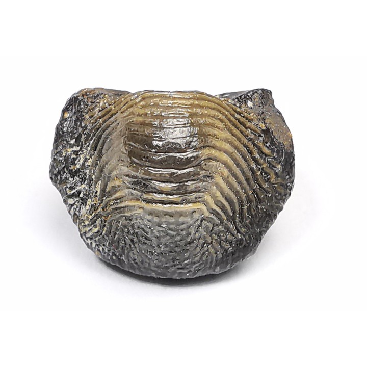 shark tooth Ptychodus occidentalis - Cretaceous (Kansas)