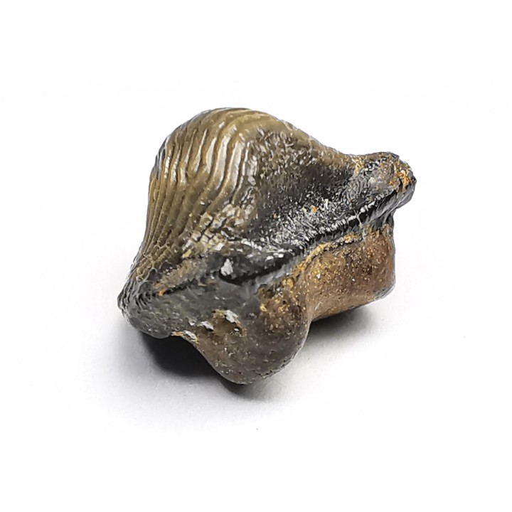 dent de requin Pychodus occidentalis - Crétacé (Kansas)