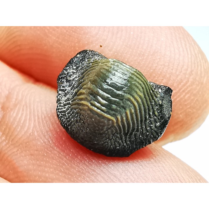 shark tooth Ptychodus occidentalis - Cretaceous (Kansas)
