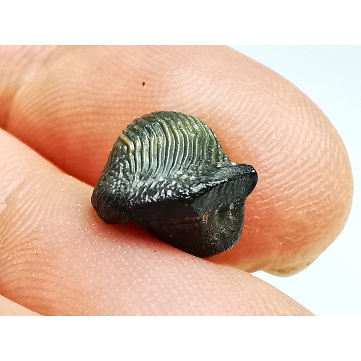 shark tooth Ptychodus occidentalis - Cretaceous (Kansas)