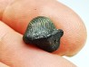 shark tooth Ptychodus occidentalis - Cretaceous (Kansas)